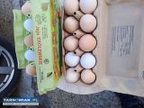 Sprzedam jajka ekologiczne - Obrazek 1