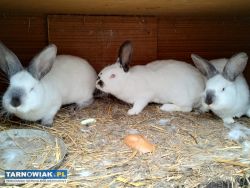 Króliki mieszane - Obrazek 1
