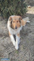 Oddam za darmo pieski - Obrazek 1