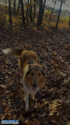 Oddam za darmo pieski - Obrazek 3