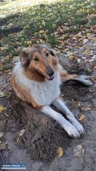 Oddam za darmo pieski - Obrazek 2