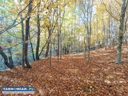 Sprzedał działkę 2,49ha w Tuchowie - Obrazek 4