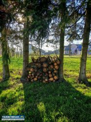 Sprzedam ok. 130 sztuk metrowych kawałków świerka - Obrazek 3