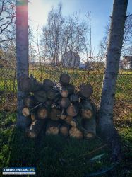 Sprzedam ok. 130 sztuk metrowych kawałków świerka - Obrazek 4