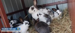Sprzedam samicę z młodymi królikami! OKAZJA! - Obrazek 1