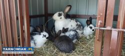 Sprzedam samicę z młodymi królikami! OKAZJA! - Obrazek 3