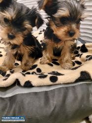 Sprzedam szczeniaki yorka miniaturki - Obrazek 1