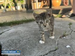 kotki oddam w dobre ręce - Obrazek 2