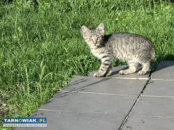 kotki oddam w dobre ręce - Obrazek 3