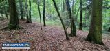 Las w Lubczy - Obrazek 1