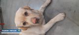 Labrador - krycie - Obrazek 1