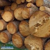 Drewno sosnowe  - Obrazek 2
