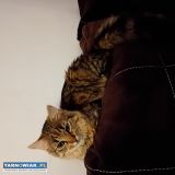 Oddam pięknego kota - Obrazek 2