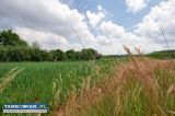 Pilzno, 13,88 ara - Obrazek 3