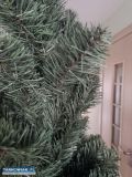 sprzedam choinke  - Obrazek 2