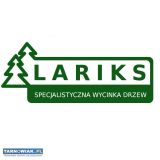 Wycinka drzew alpinistycznie - Obrazek 1