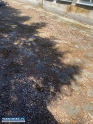 Wynajmę plac - Obrazek 2