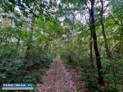 Stary las Perła gm. Dębno - Obrazek 1