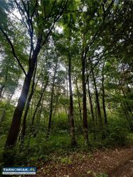 Stary las Perła gm. Dębno - Obrazek 4