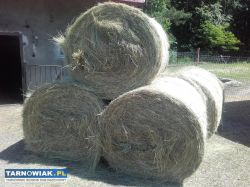 Siano bele 130 zbiór 2025 - Obrazek 1