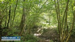 Działka leśna - Obrazek 4