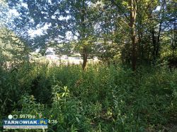 Działka budowlana Wola Rzędzińska - Obrazek 3