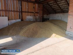 Owies harnaś tegoroczny ladny - Obrazek 1