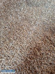 Owies harnaś tegoroczny ladny - Obrazek 2