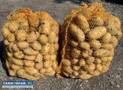 Sprzedam ziemniaki Soraya - Obrazek 1