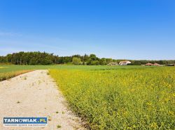 Działka obok lasu Podlesie k/Nowej Jastrząbki - Obrazek 3