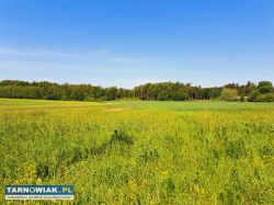 Działka obok lasu Podlesie k/Nowej Jastrząbki - Obrazek 4