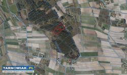 Działka leśna 1,34ha, Las Radgoszcz, pow.Dąbrowski - Obrazek 3