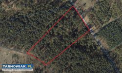 Działka leśna 1,34ha, Las Radgoszcz, pow.Dąbrowski - Obrazek 2