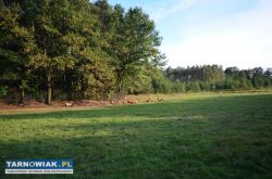 Pogórska Wola - Obrazek 3