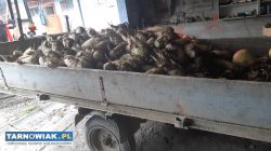 Sprzedam buraki pastewne - Obrazek 1