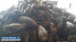 Sprzedam buraki pastewne - Obrazek 3