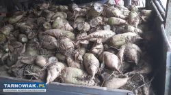 Sprzedam buraki pastewne - Obrazek 4