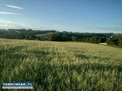Sprzedam 19 arową działkę budowlaną w Ryglicach - Obrazek 2