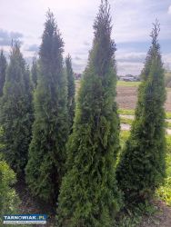 Tuja thuja szmaragd 200cm - Obrazek 3