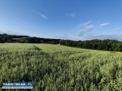 Sprzedam 19 arową działkę budowlaną w Ryglicach - Obrazek 3