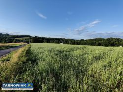 Sprzedam 19 arową działkę budowlaną w Ryglicach - Obrazek 1