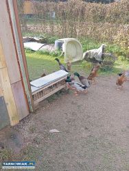 Sprzedam Kaczory Lub Zamienię - Obrazek 1