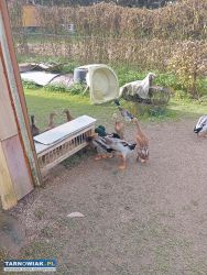 Sprzedam Kaczory Lub Zamienię - Obrazek 2