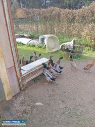 Sprzedam Kaczory Lub Zamienię - Obrazek 3