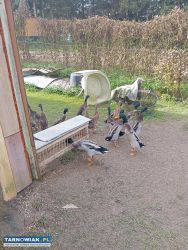 Sprzedam Kaczory Lub Zamienię - Obrazek 4