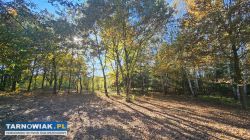 Budowlana, ogrodzona z pełnym uzbrojeniem. - Obrazek 1