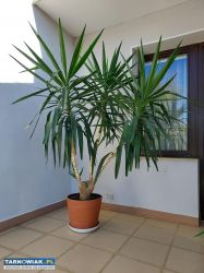 Juka wys. 220 cm - Obrazek 1