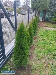 Tuje szmaragd, brabant, brabant gold - Obrazek 1