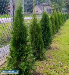 Tuje szmaragd, brabant, brabant gold - Obrazek 2