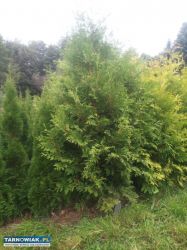 Tuje szmaragd, brabant, brabant gold - Obrazek 4